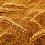 wheat-14